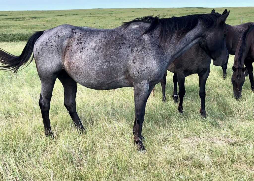 Blue Roan Broodmares (Page 1) | Krogman Quarter Horses and Paints