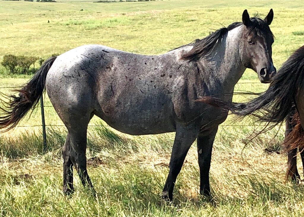 Blue Roan Broodmares (Page 2) | Krogman Quarter Horses and Paints