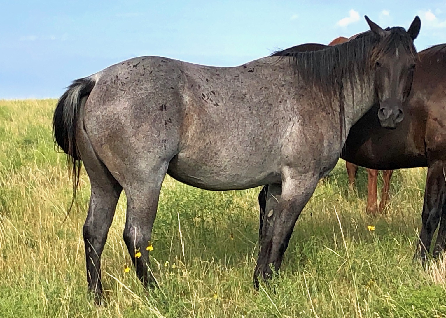 Blue Roan Broodmares (Page 1) | Krogman Quarter Horses and Paints