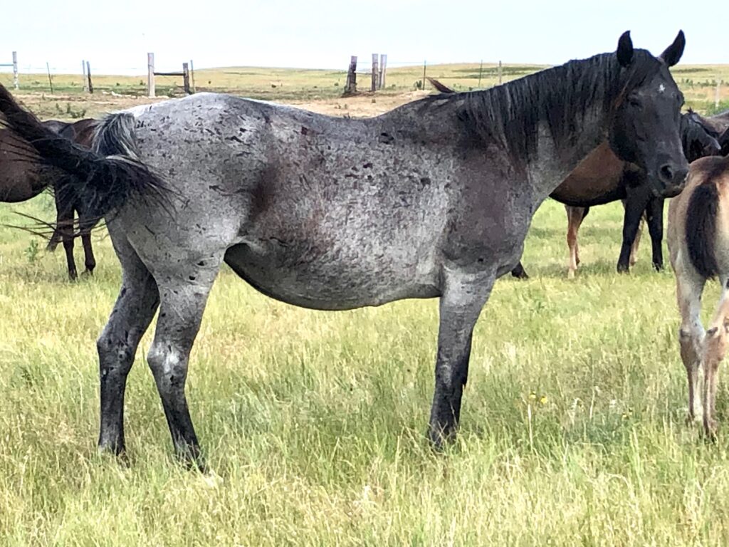 Blue Roan Broodmares (Page 3) | Krogman Quarter Horses and Paints