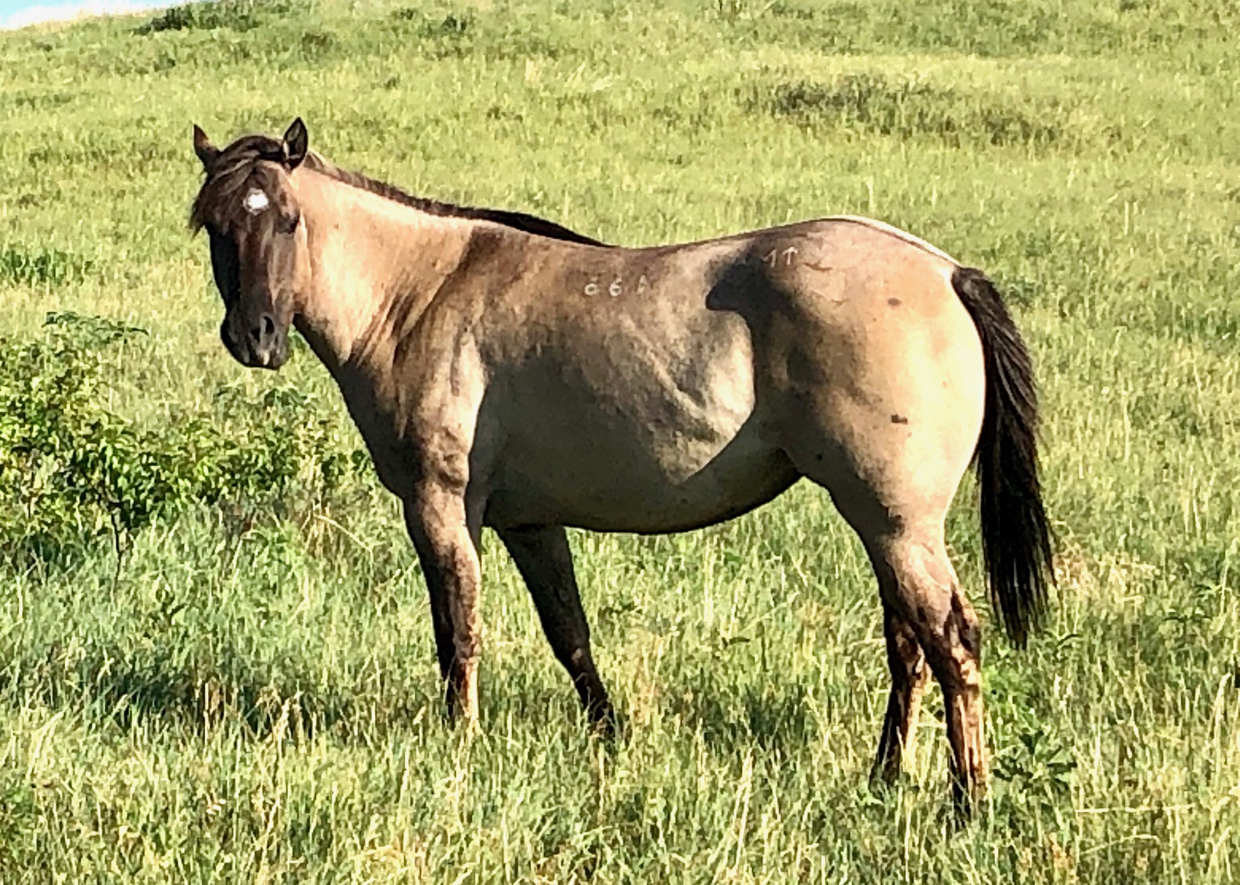 Grullo Broodmares | Krogman Quarter Horses and Paints