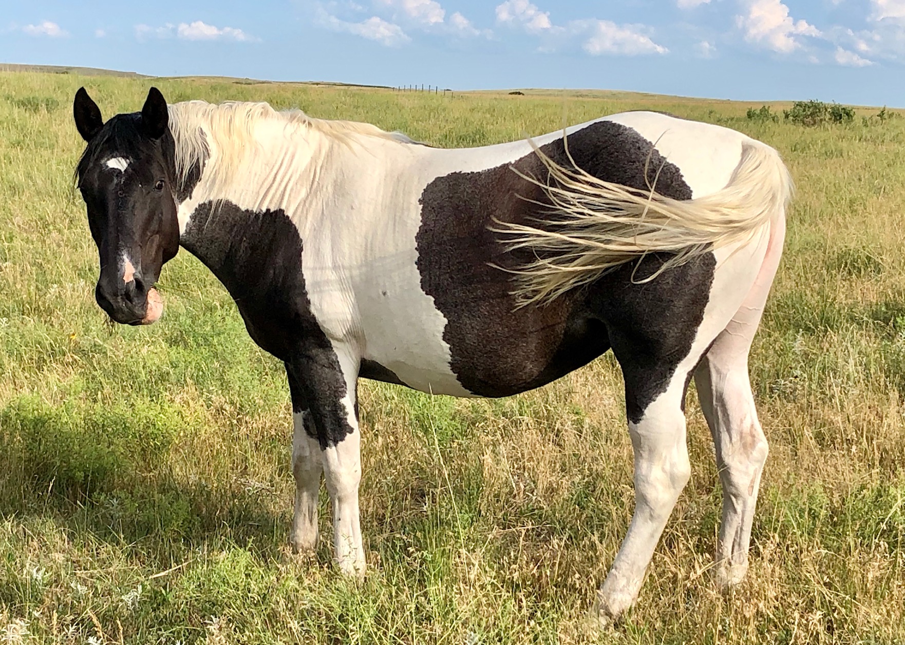 Paint Broodmares | Krogman Quarter Horses and Paints