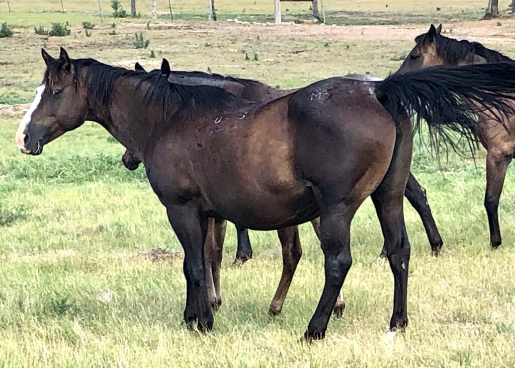 Blue Roan Broodmares (Page 3) | Krogman Quarter Horses and Paints