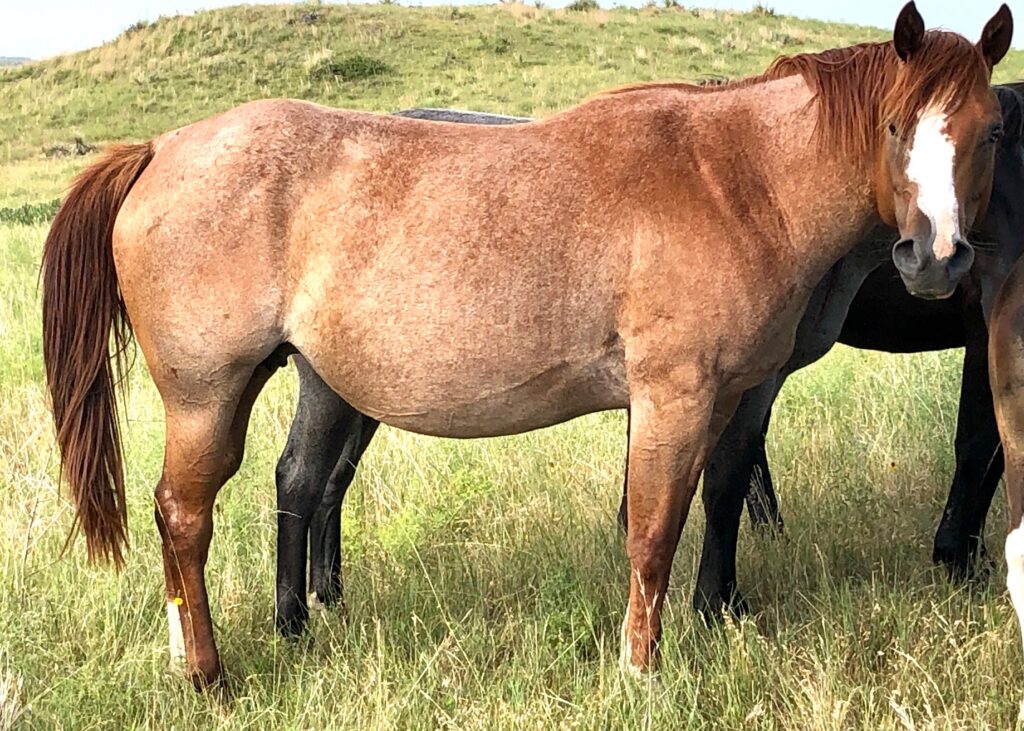 Red Roan and Bay Roan Broodmares | Krogman Quarter Horses and Paints