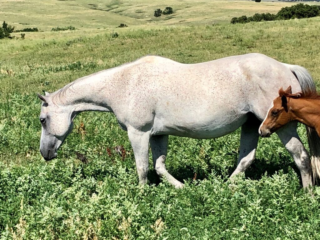 Black and Gray Broodmares | Krogman Quarter Horses and Paints