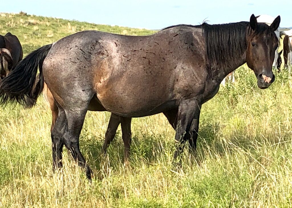 Blue Roan Broodmares (Page 2) | Krogman Quarter Horses and Paints