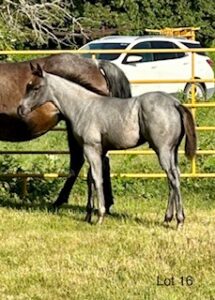 For Sale | Krogman Quarter Horses and Paints
