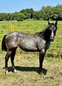 For Sale | Krogman Quarter Horses and Paints